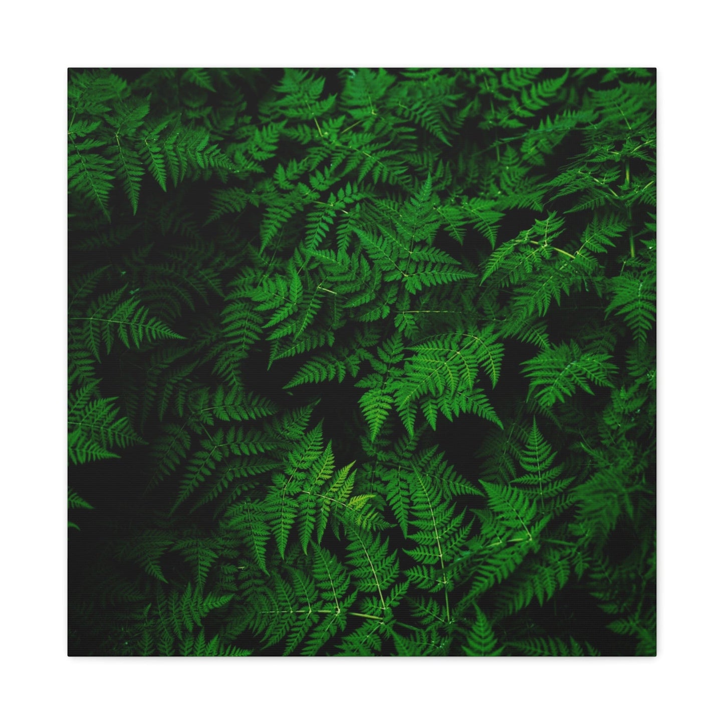 Bedroom Art Canvas 24″ x 24″ / 1.25" Fern Leaves, Stretched Matte Canvas