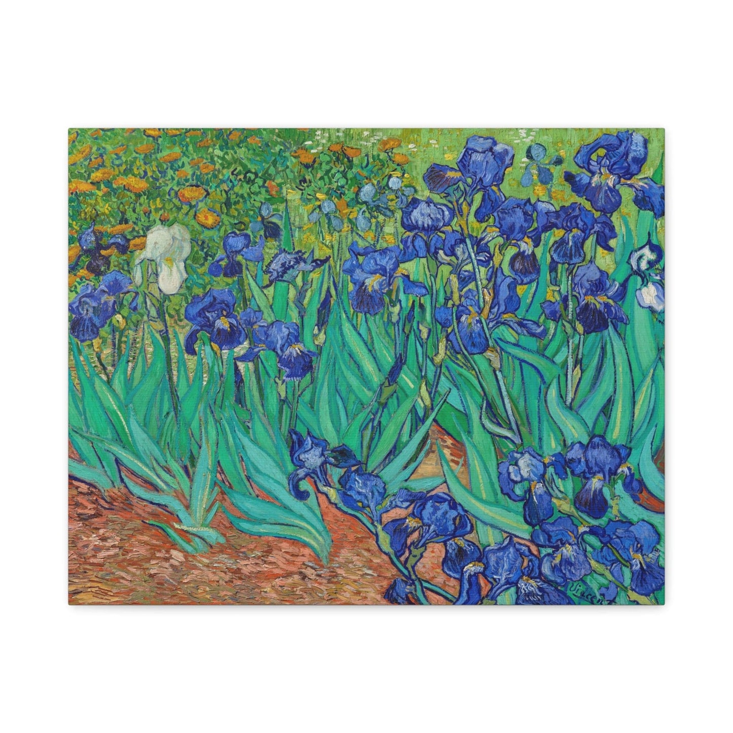 Canvas 20″ x 16″ (Horizontal) / 1.25" Irises by Vincent Van Gogh (1889), Stretched Matte Canvas