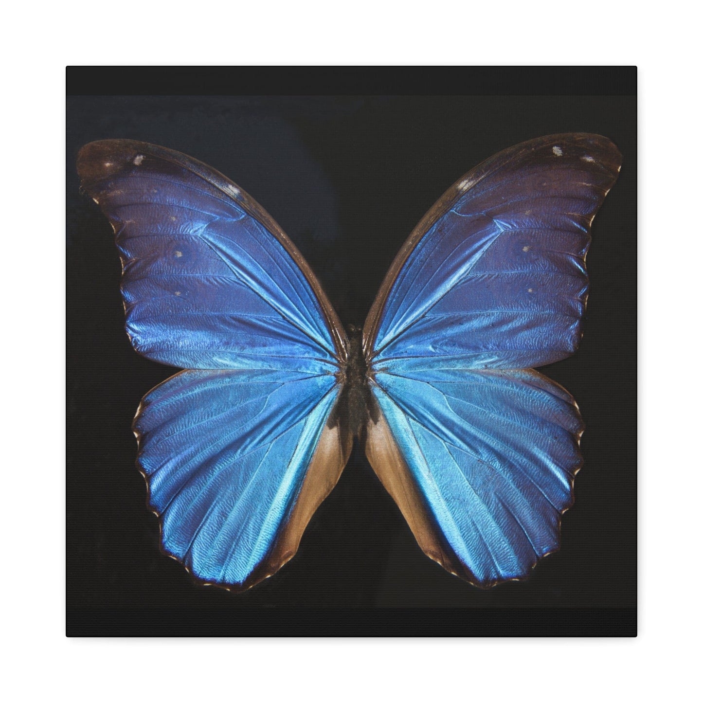 Canvas 20″ x 20″ / 1.25" Blue Butterfly, Stretched Matte Canvas