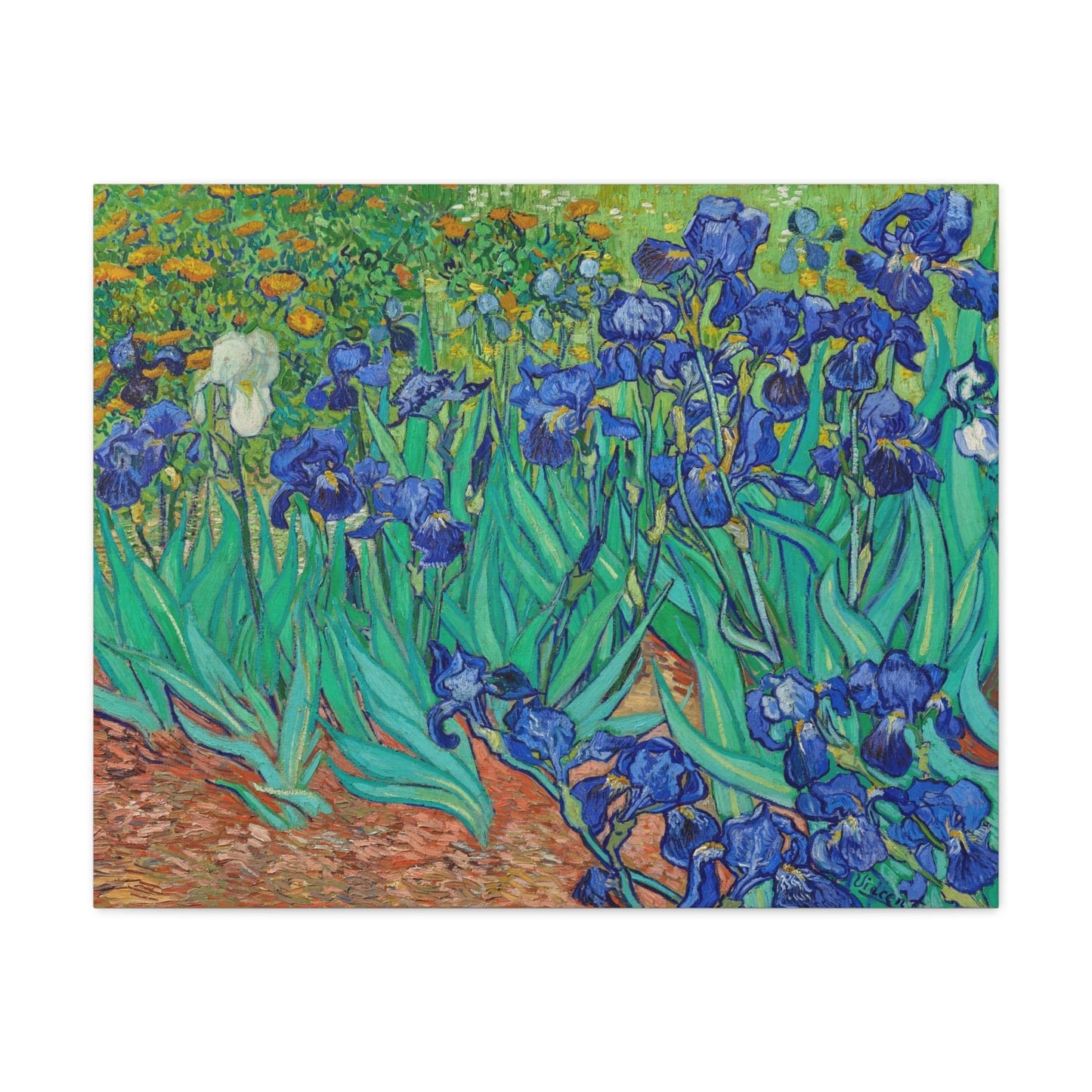 Canvas 30" x 24" (Horizontal) / 1.25" Irises by Vincent Van Gogh (1889), Stretched Matte Canvas