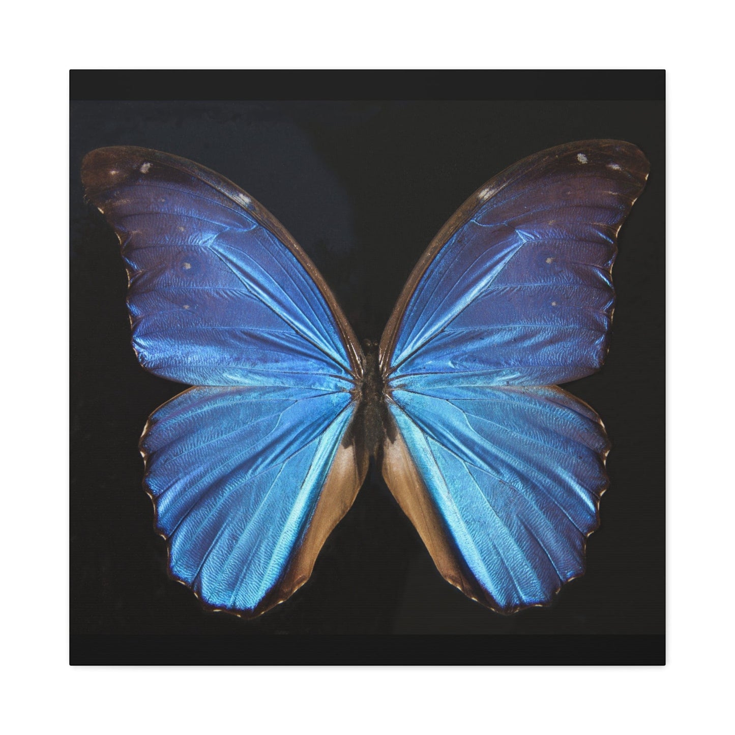 Canvas 30″ x 30″ / 1.25" Blue Butterfly, Stretched Matte Canvas
