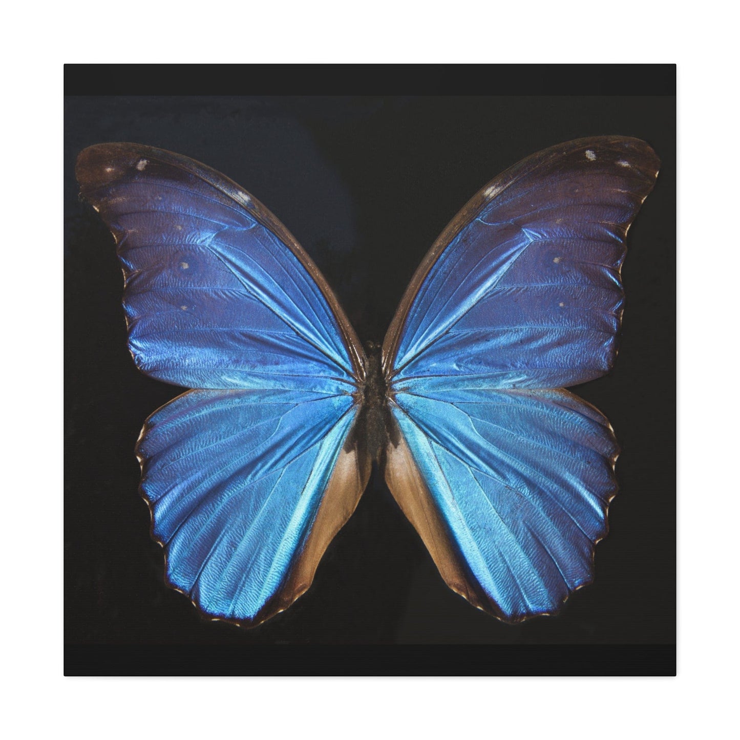 Canvas 36" x 36" / 1.25" Blue Butterfly, Stretched Matte Canvas