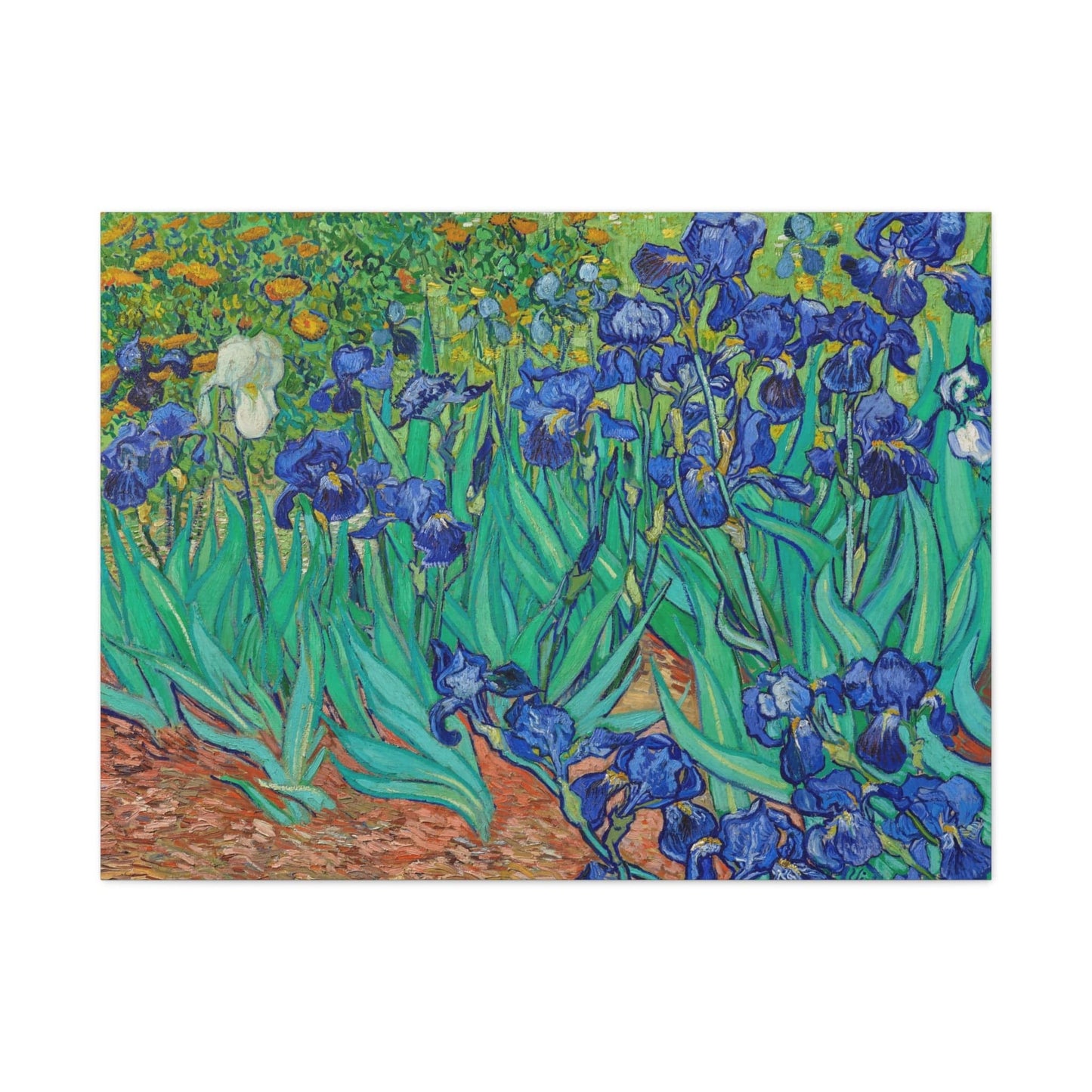 Canvas 40" x 30" (Horizontal) / 1.25" Irises by Vincent Van Gogh (1889), Stretched Matte Canvas