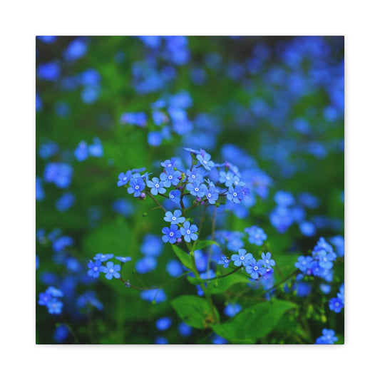 Bedroom Art Canvas 16″ x 16″ / 1.25" Blue Forget Me Not Flowers, Stretched Matte Canvas