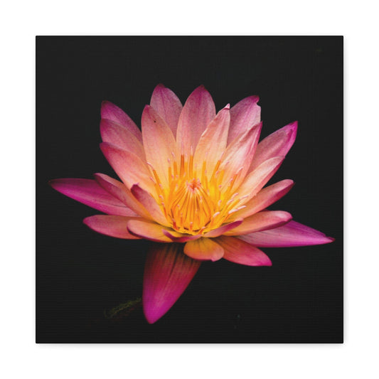 Bedroom Art Canvas 16″ x 16″ / 1.25" Pink Lotus Black Background, Stretched Matte Canvas