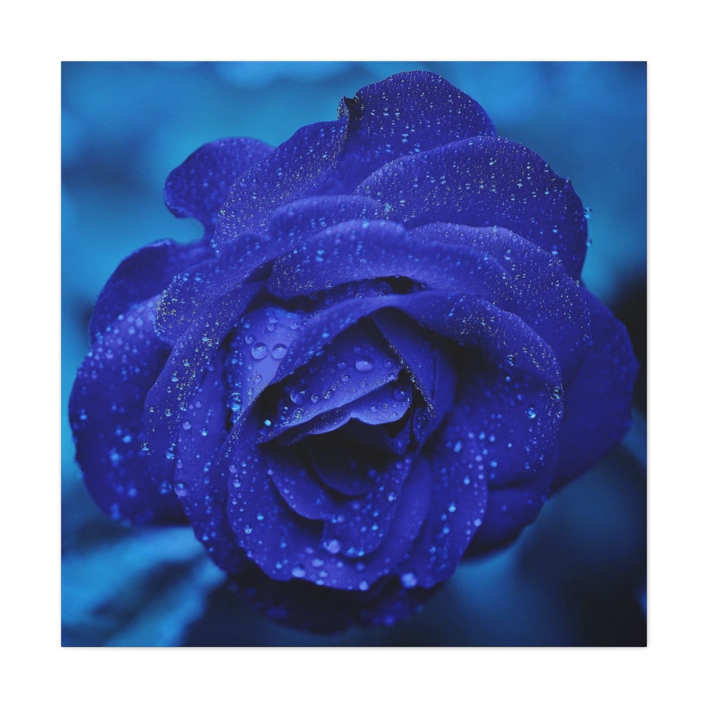 Bedroom Art Canvas 36" x 36" / 1.25" Blue Rose, Stretched Matte Canvas