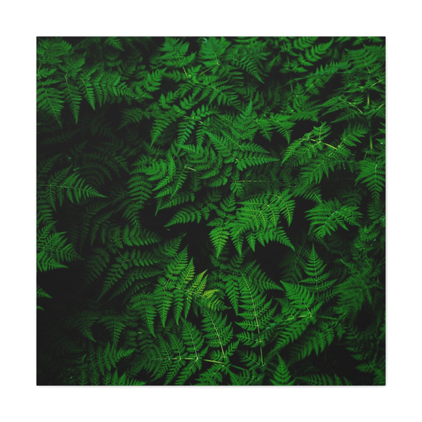 Bedroom Art Canvas 36" x 36" / 1.25" Fern Leaves, Stretched Matte Canvas
