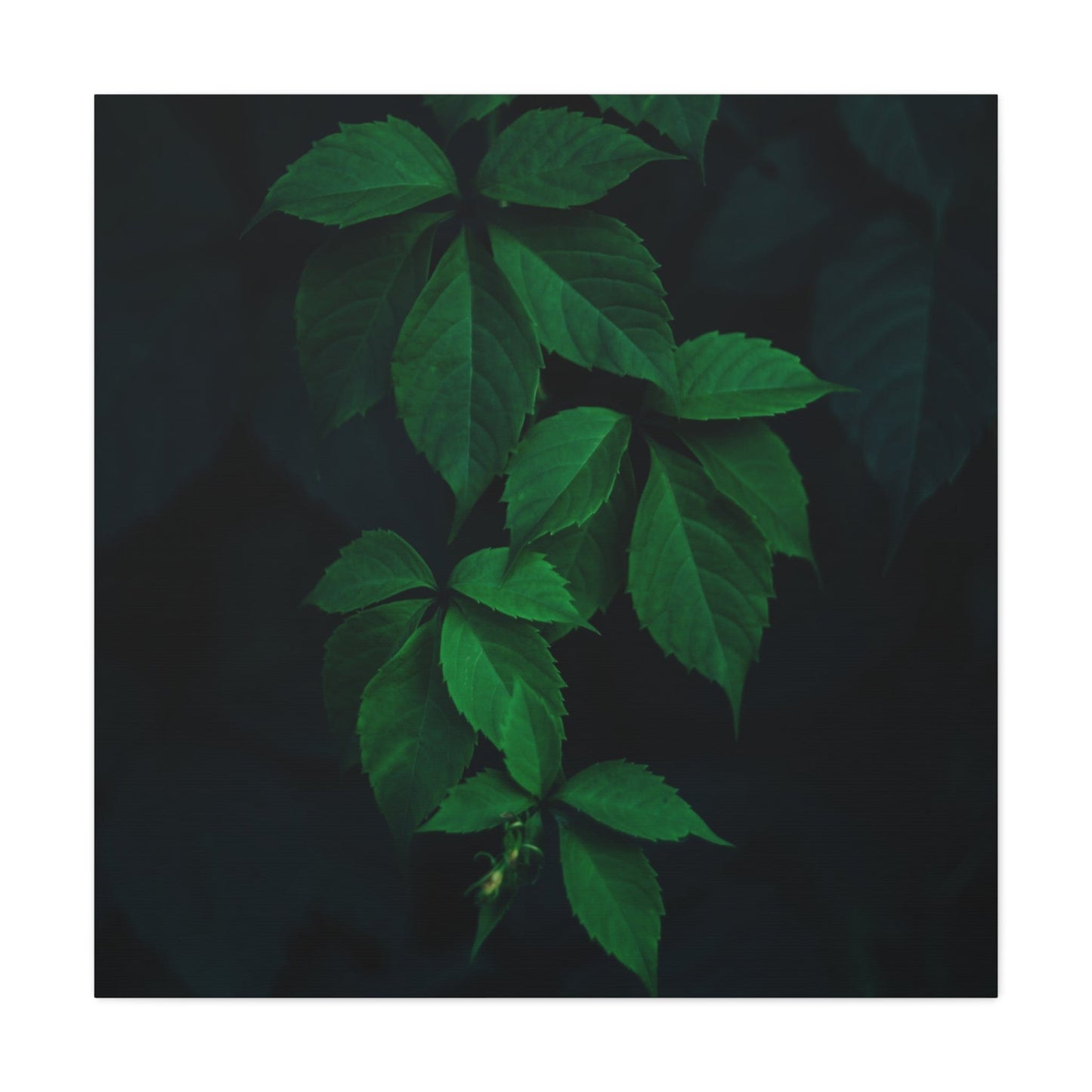 Bedroom Art Canvas 36" x 36" / 1.25" Green Leafed Plant, Stretched Matte Canvas