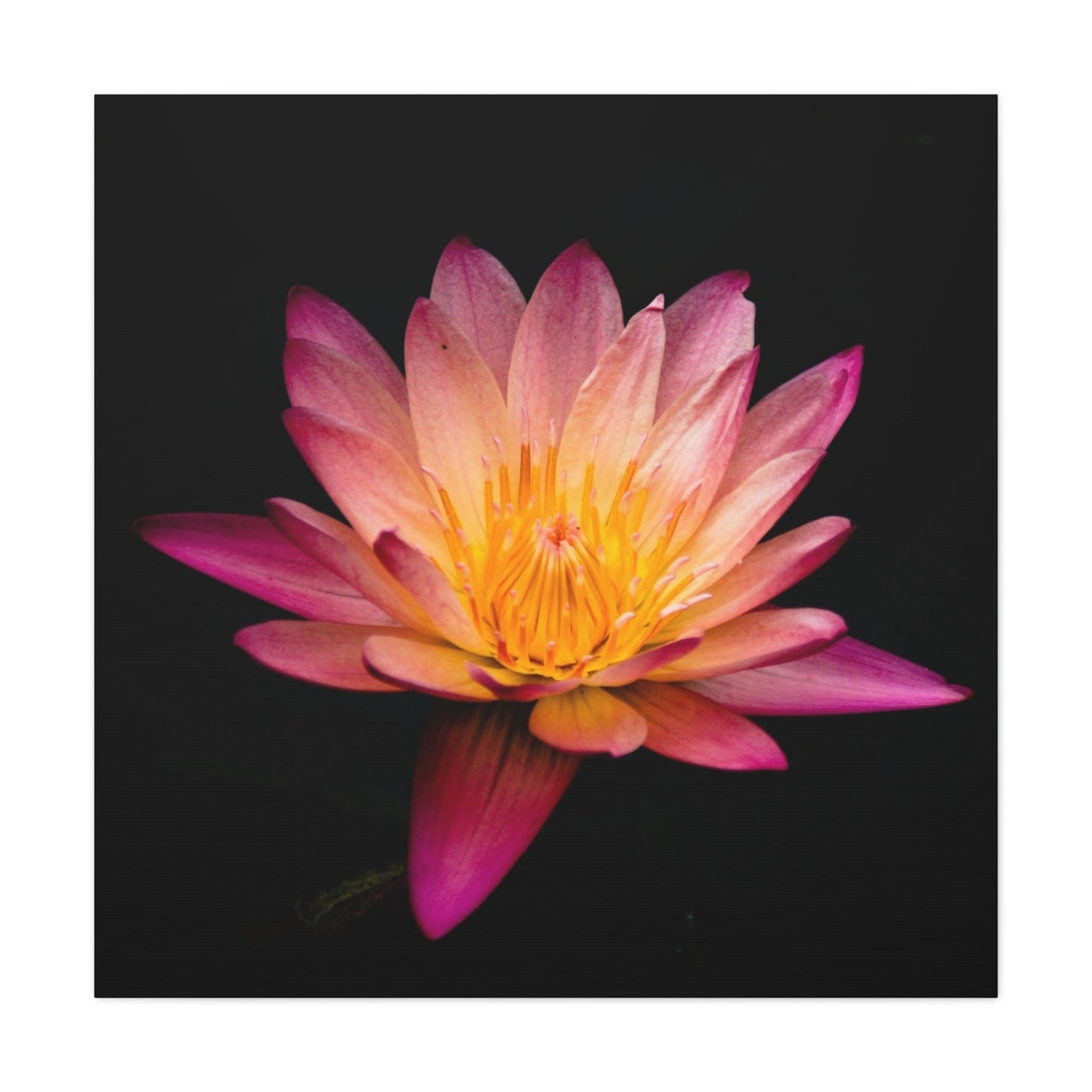 Bedroom Art Canvas 36" x 36" / 1.25" Pink Lotus Black Background, Stretched Matte Canvas