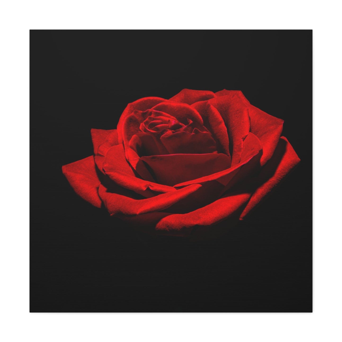 Bedroom Art Canvas 36" x 36" / 1.25" Red Rose, Stretched Matte Canvas