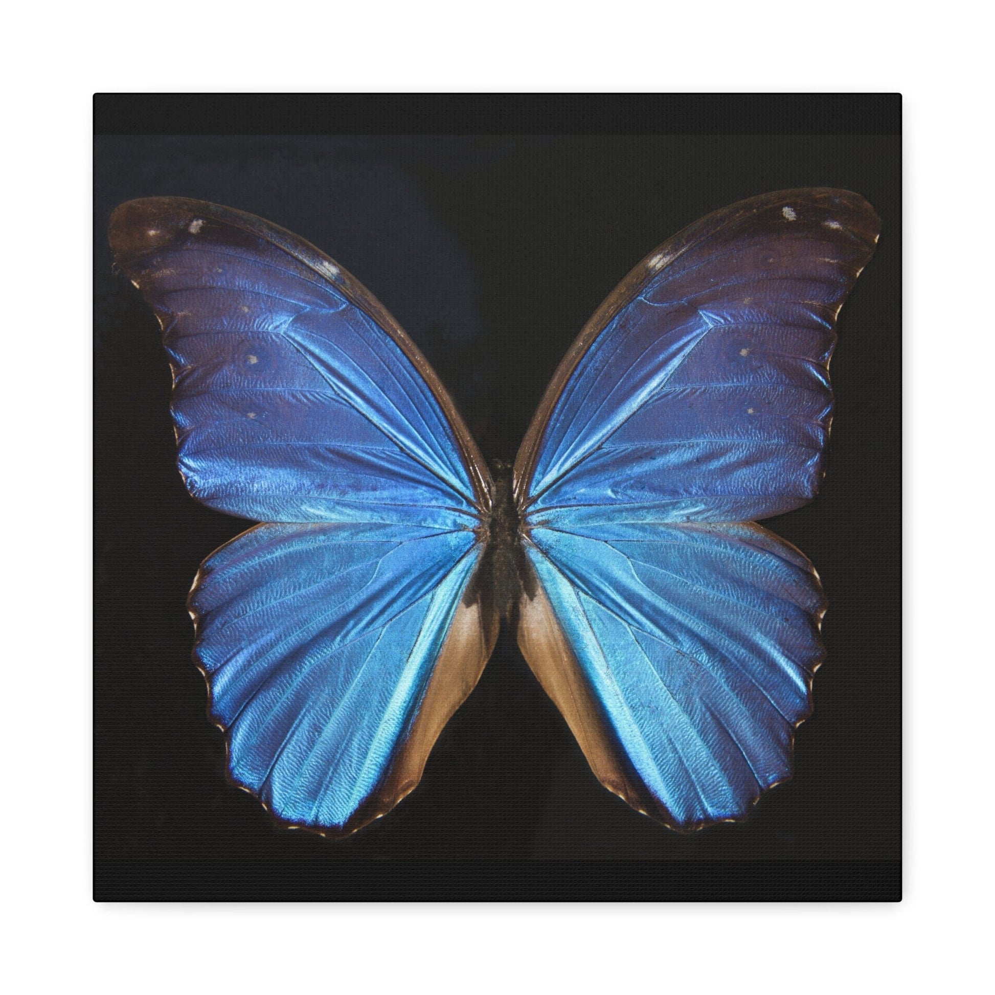 Canvas 16″ x 16″ / 1.25" Blue Butterfly, Stretched Matte Canvas
