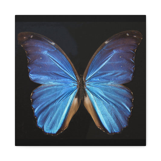 Canvas 16″ x 16″ / 1.25" Blue Butterfly, Stretched Matte Canvas