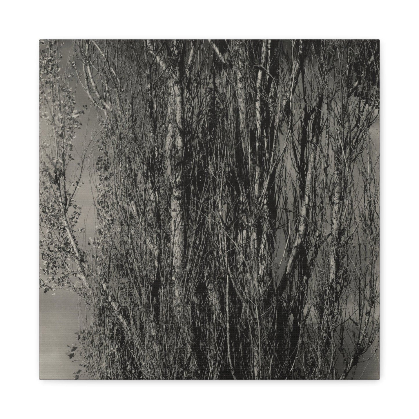 Canvas 16″ x 16″ / 1.25" Dying Poplar and Live Branch - Lake George (1932), Stretched Matte Canvas