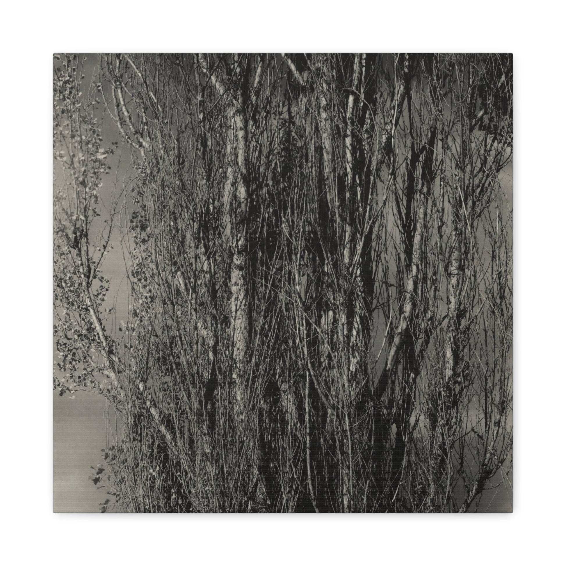 Canvas 16″ x 16″ / 1.25" Dying Poplar and Live Branch - Lake George (1932), Stretched Matte Canvas