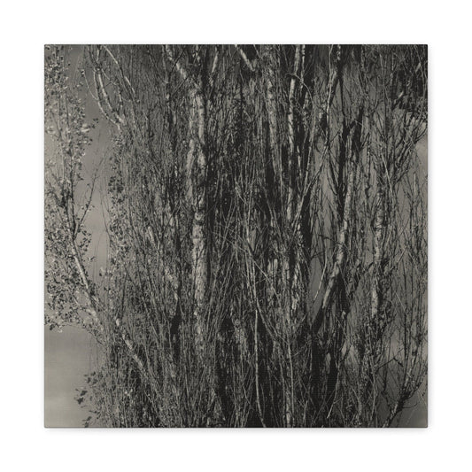 Canvas 16″ x 16″ / 1.25" Dying Poplar and Live Branch - Lake George (1932), Stretched Matte Canvas