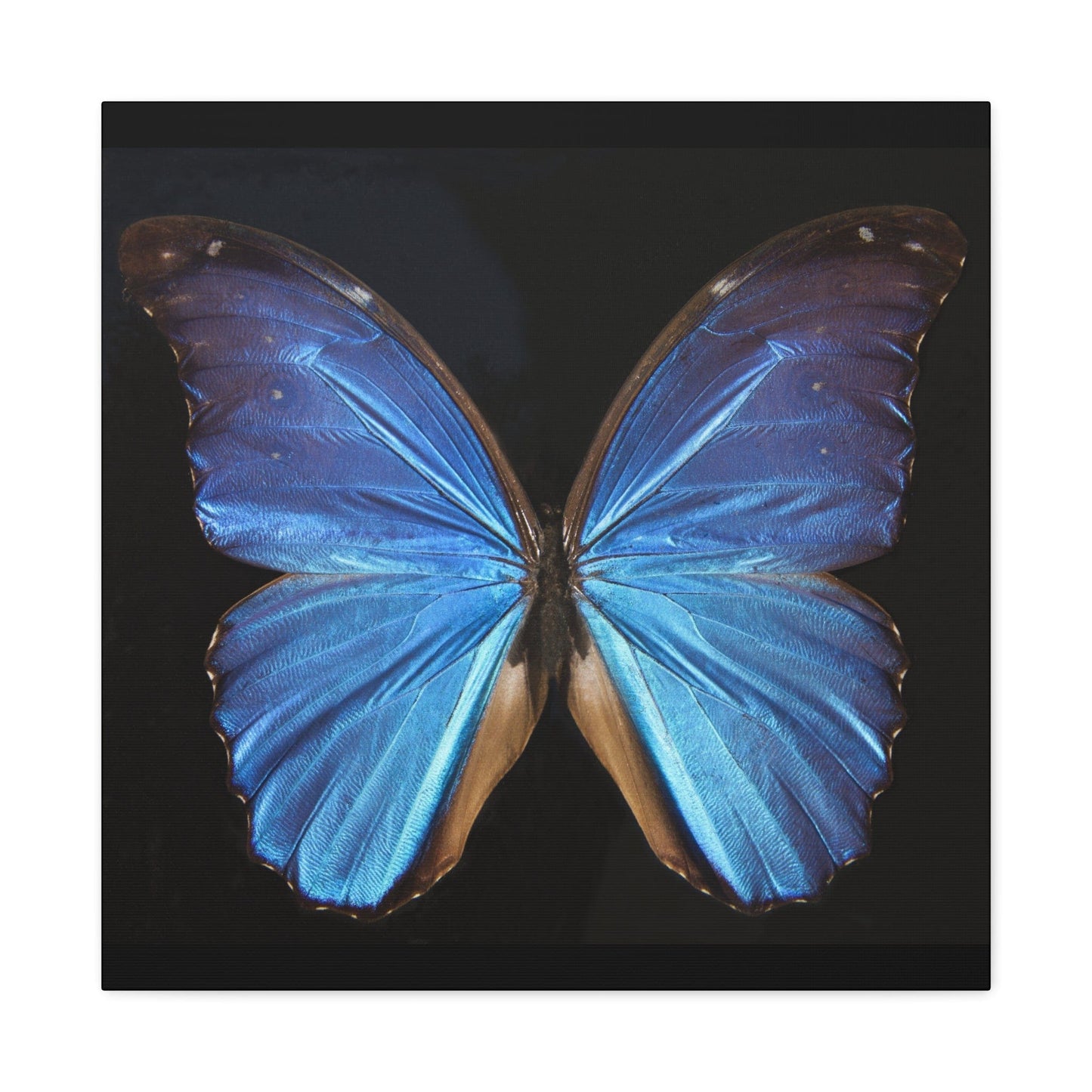 Canvas 24″ x 24″ / 1.25" Blue Butterfly, Stretched Matte Canvas