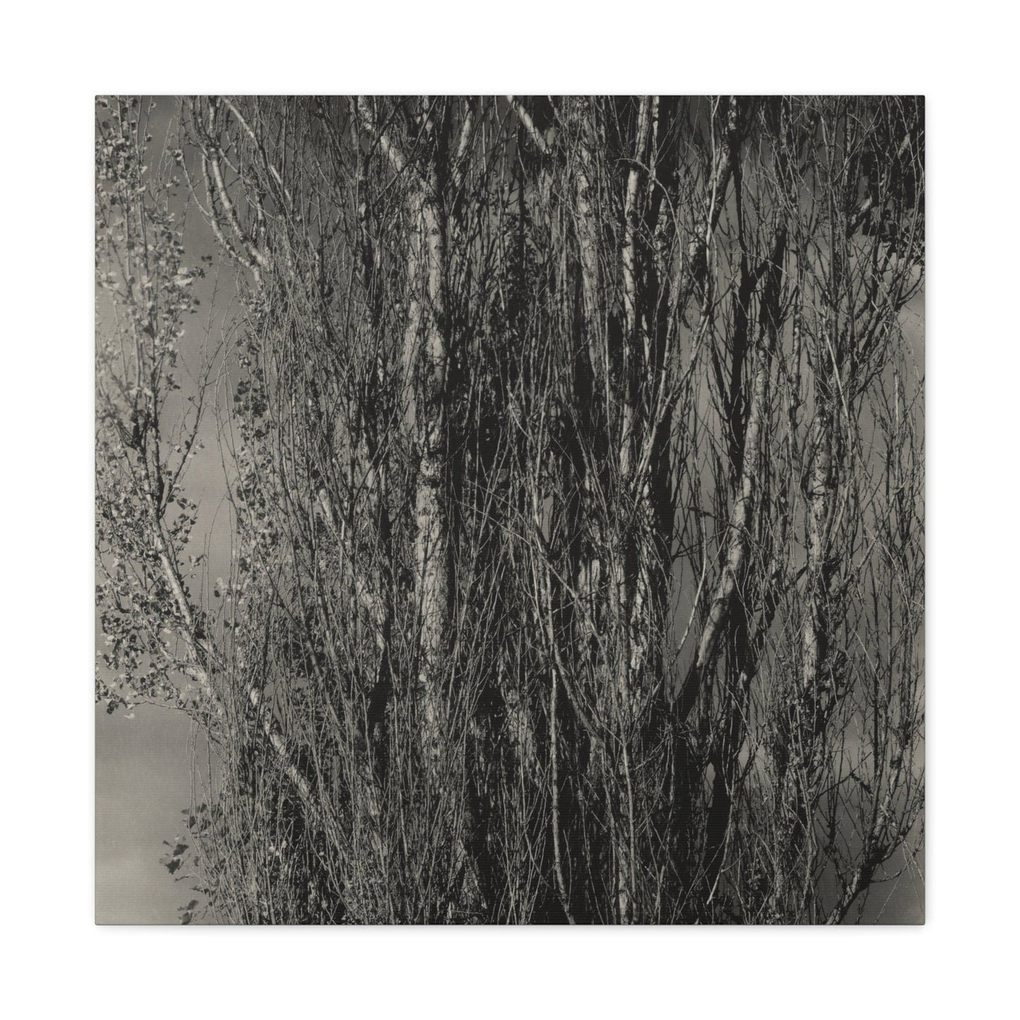 Canvas 24″ x 24″ / 1.25" Dying Poplar and Live Branch - Lake George (1932), Stretched Matte Canvas
