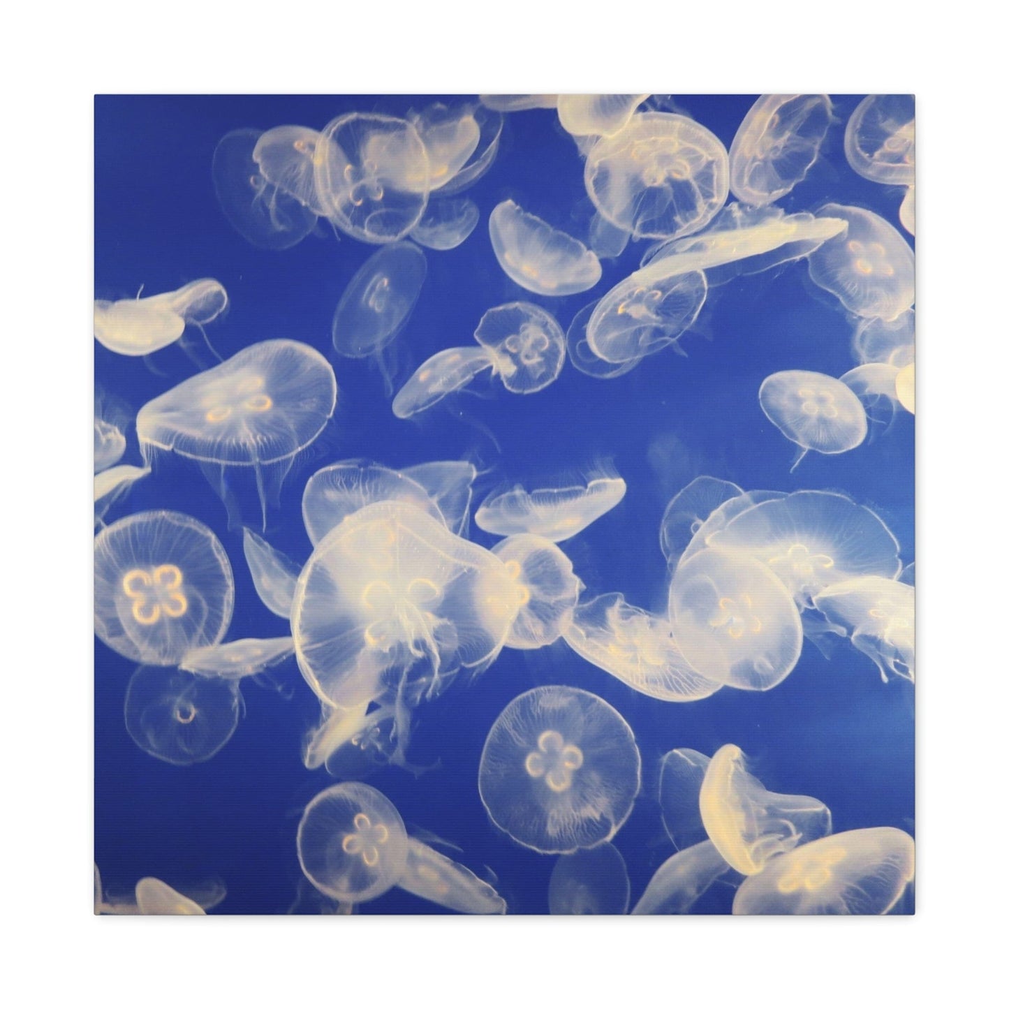 Canvas 24″ x 24″ / 1.25" Jellyfish Swarm, Stretched Matte Canvas