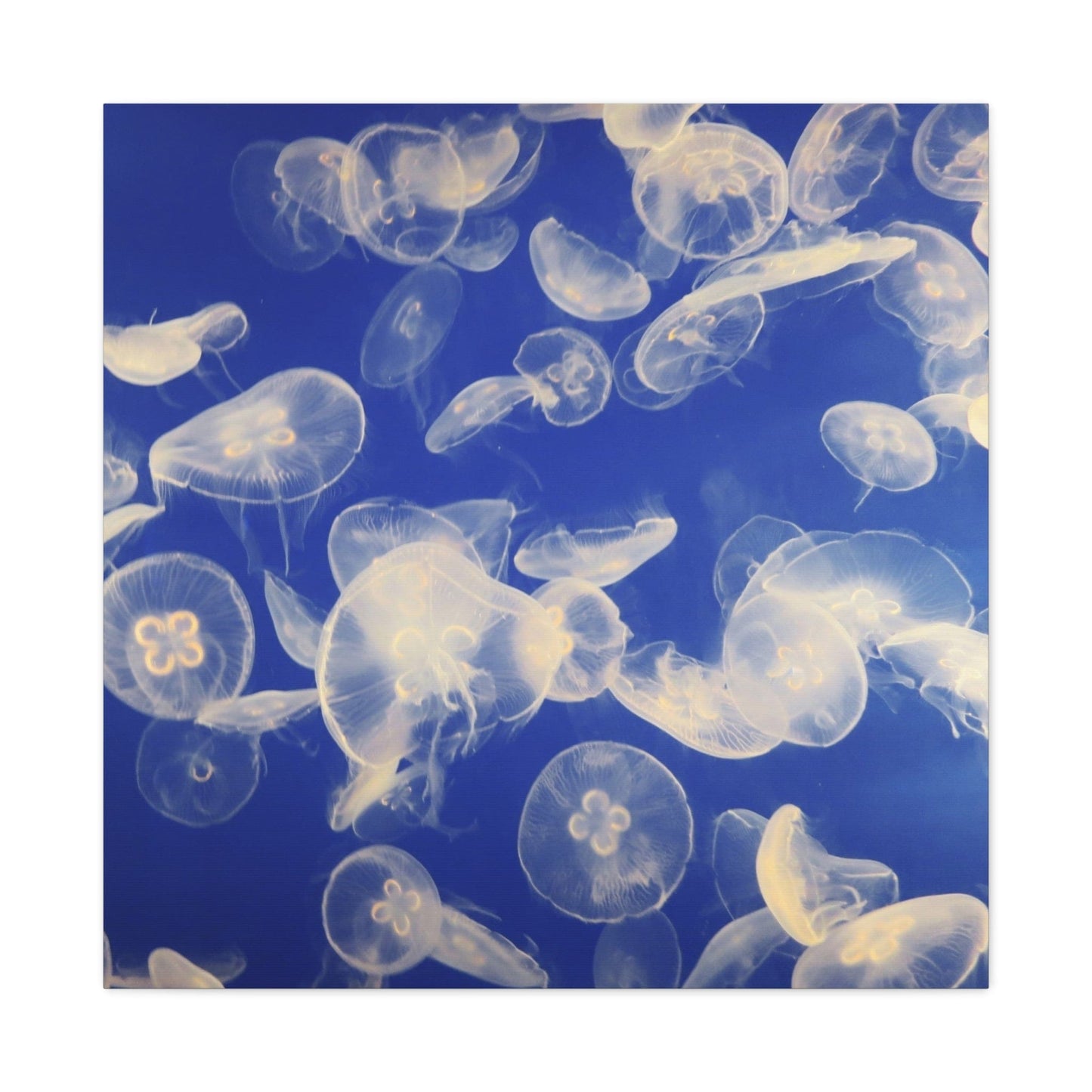 Canvas 30″ x 30″ / 1.25" Jellyfish Swarm, Stretched Matte Canvas