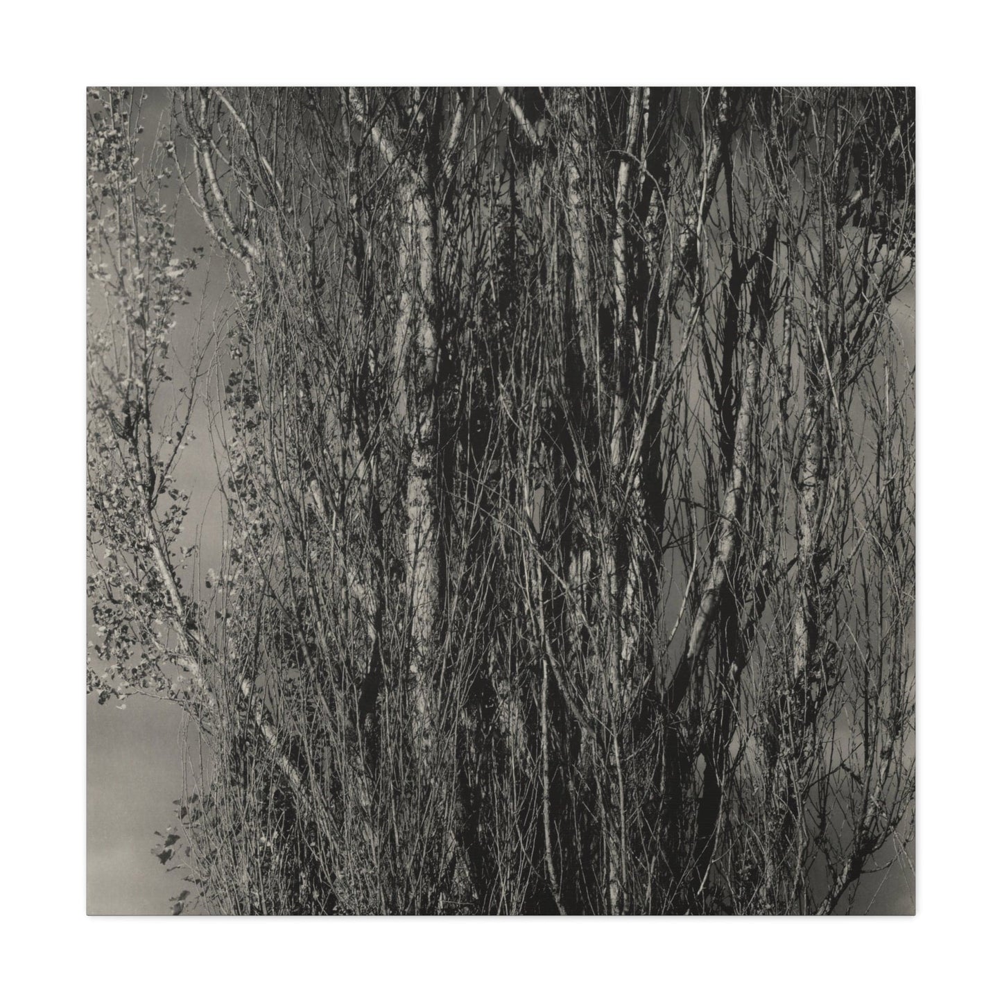 Canvas 36" x 36" / 1.25" Dying Poplar and Live Branch - Lake George (1932), Stretched Matte Canvas