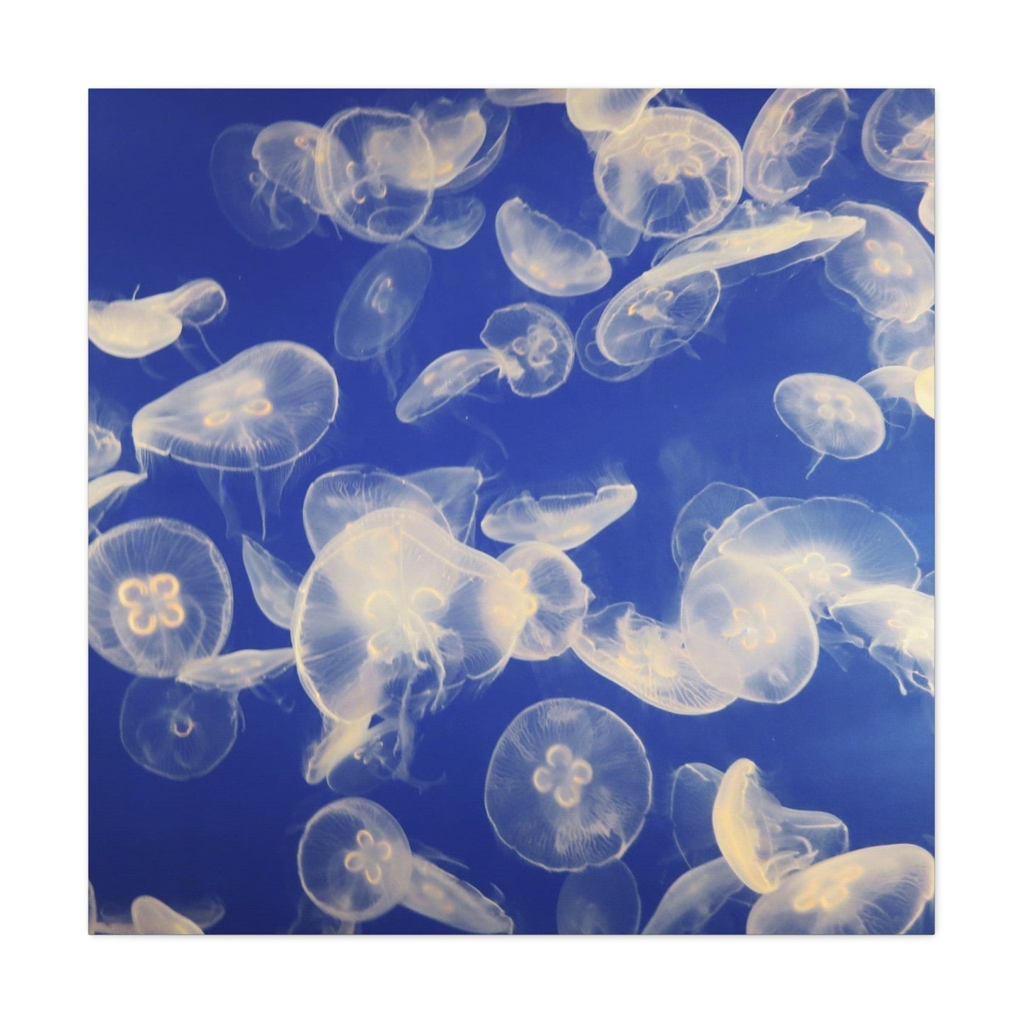 Canvas 36" x 36" / 1.25" Jellyfish Swarm, Stretched Matte Canvas