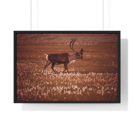 Poster 36″ x 24″ / Black Caribou in Alaska Field, Framed Print